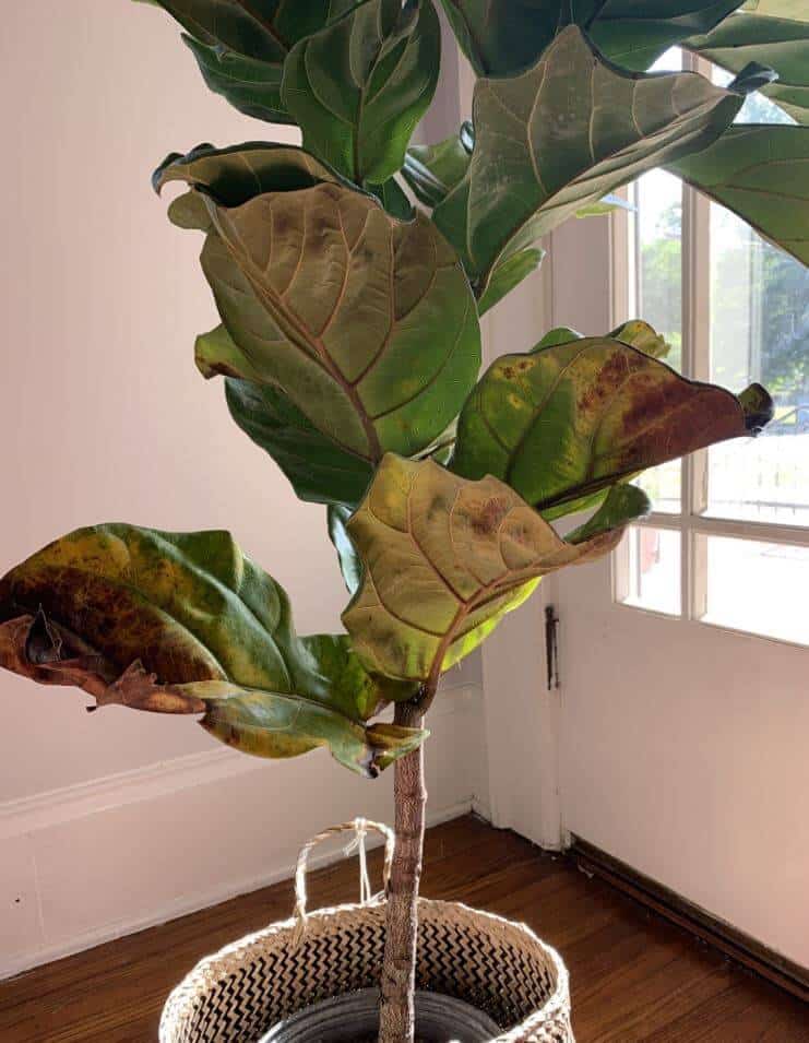 Fiddle leaf fig is dying