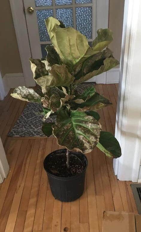 Fiddle leaf fig plant is dying