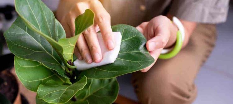 How to get rid of spider mites on fiddle leaf fig