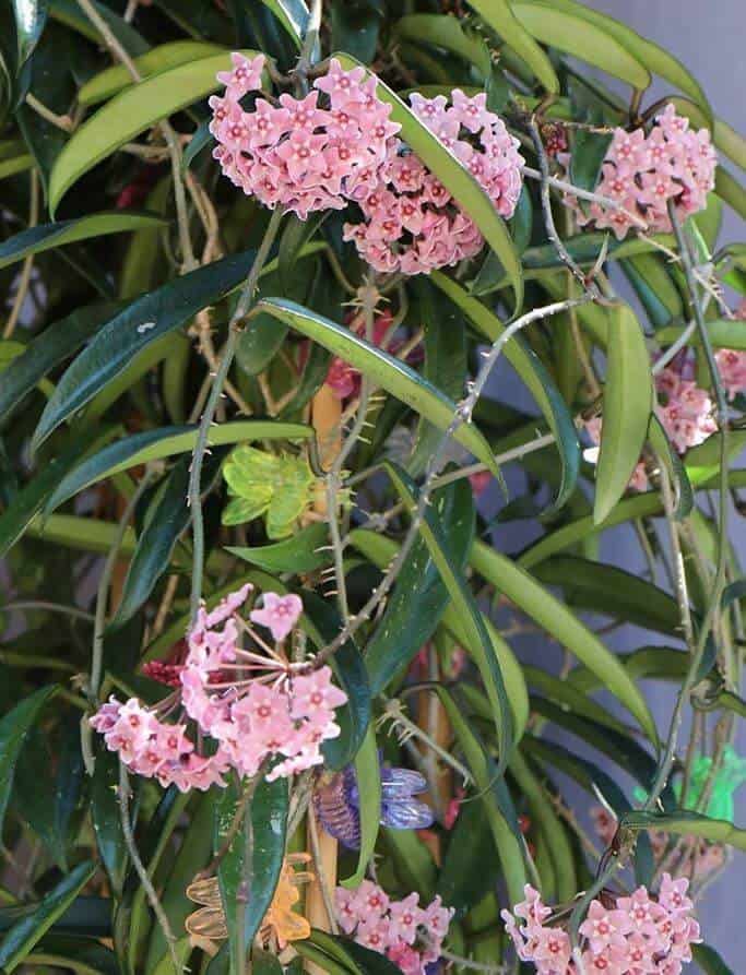 Hoya minibelle flowers