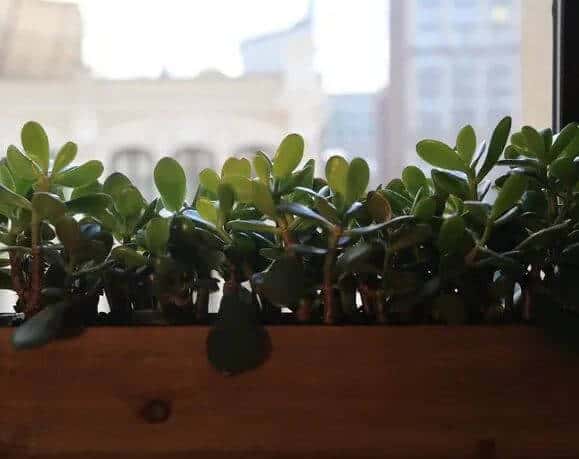 Jade plants potted in window