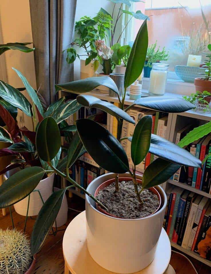 Leaves falling off of rubber plant