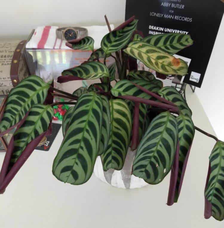 Leaves on prayer plant are curling