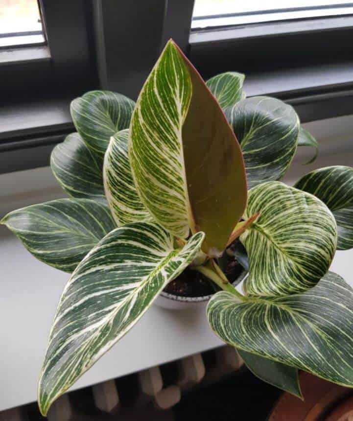 Philodendron growing in pot