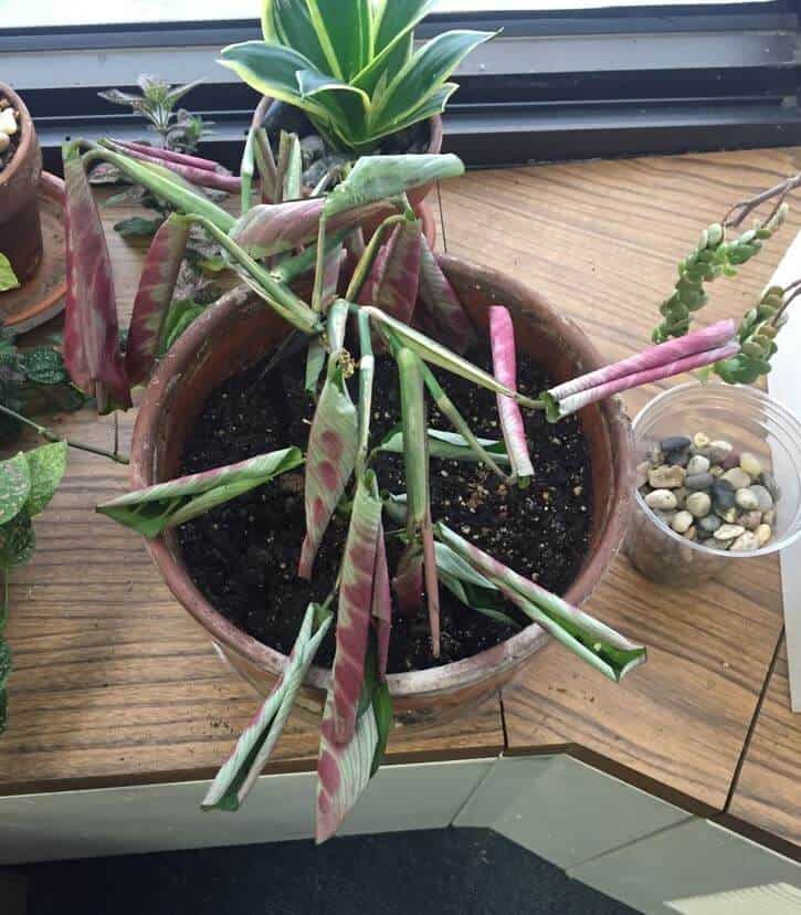Prayer plant curling leaves problem