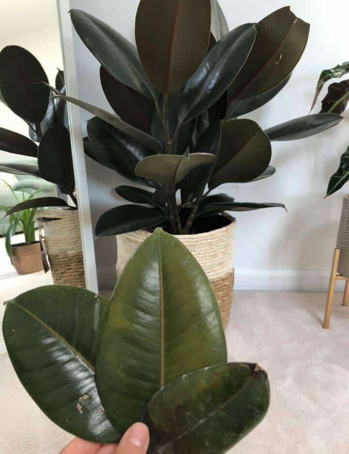 Rubber Plant Losing This May Be Why - Gardener