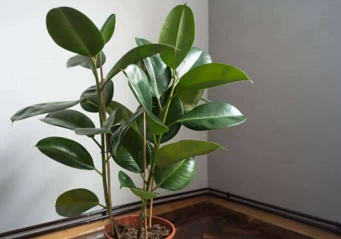 Rubber plant losing leaves