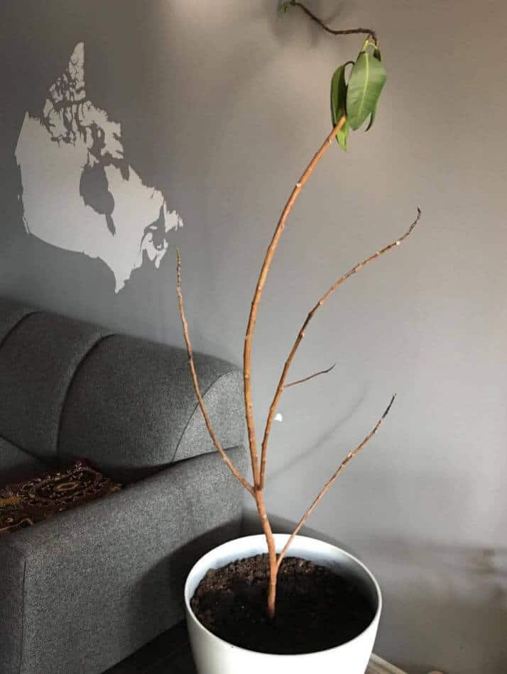 Rubber plant lost all its leaves
