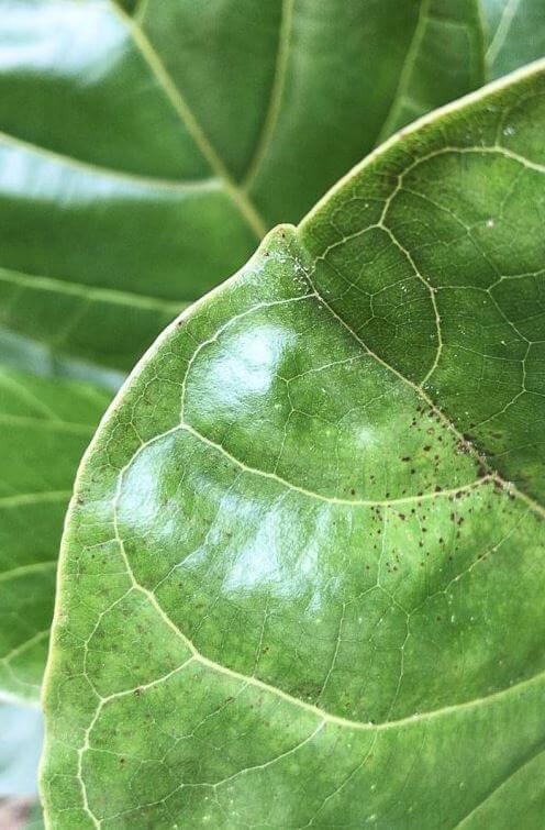 Spider mites on fiddle leaf fig