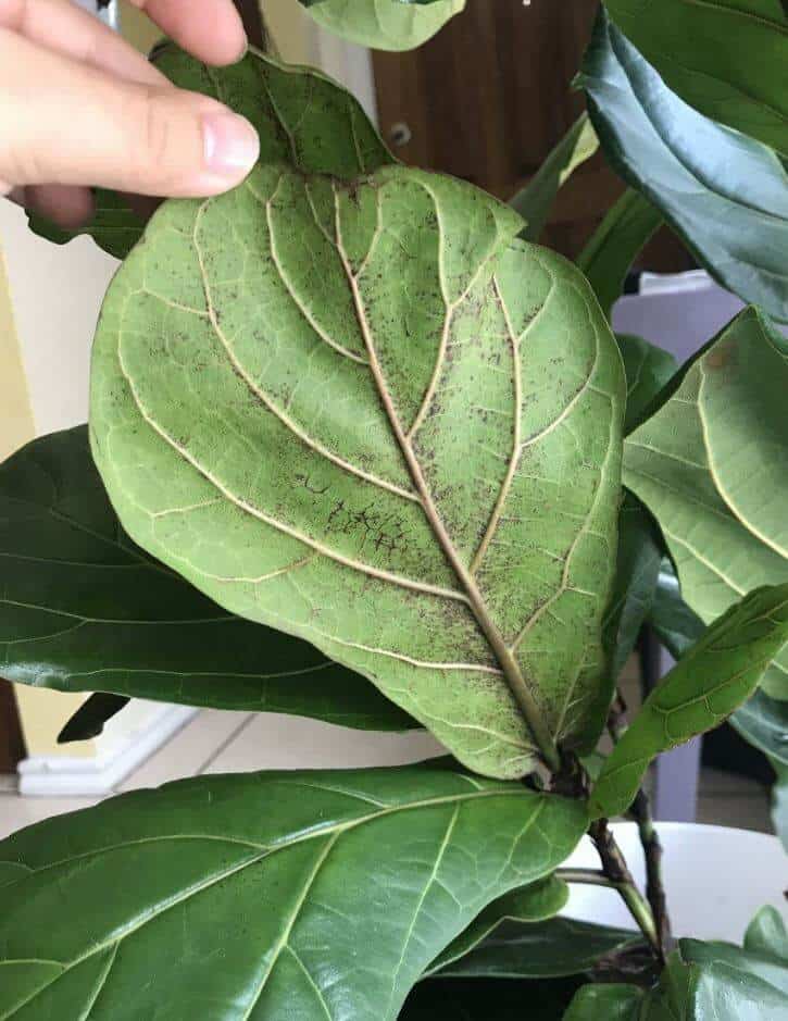 Spider mites problem on fiddle leaf fig