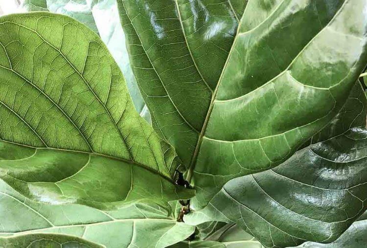 Treat spider mites on fiddle leaf fig