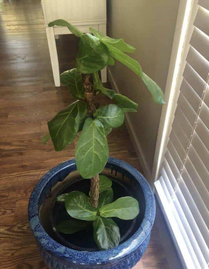 Why is my fiddle leaf fig dying