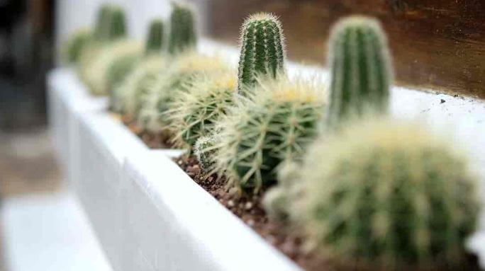 Cacti plant in window