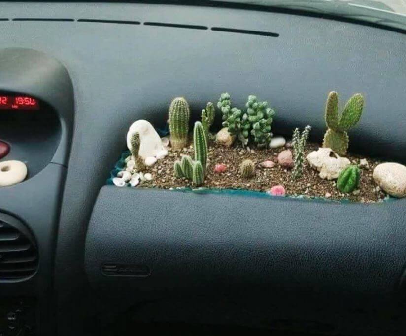 Cacti plants in the car