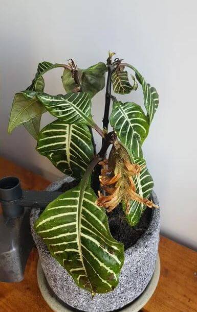 How to save zebra plant leaves