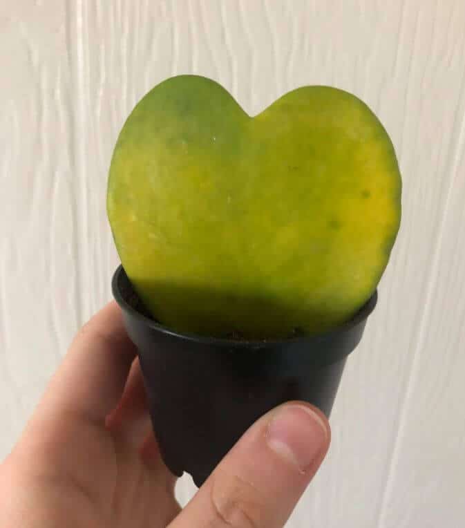 Hoya heart cutting turning yellow