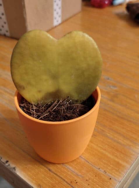 Hoya heart plant is turning yellow