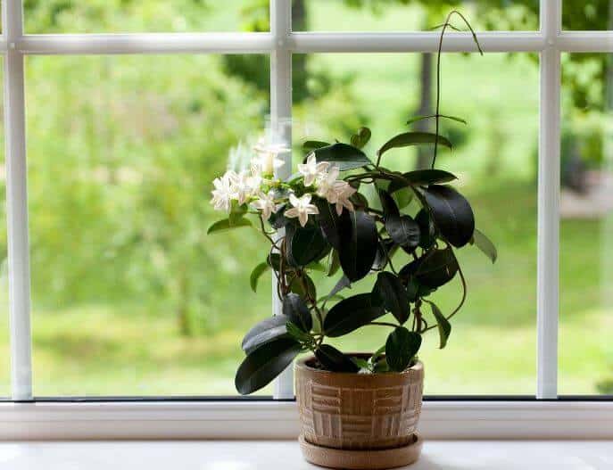 Jasmine plant in window