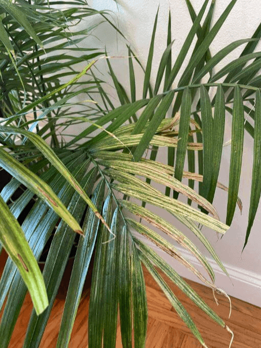 Majesty palm leaves turning white