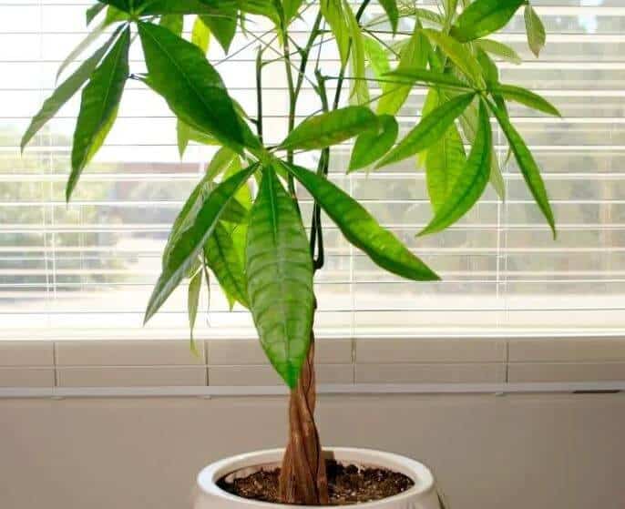 Money tree plant in window