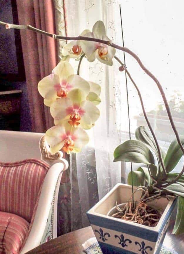 Orchid flower is leaning over
