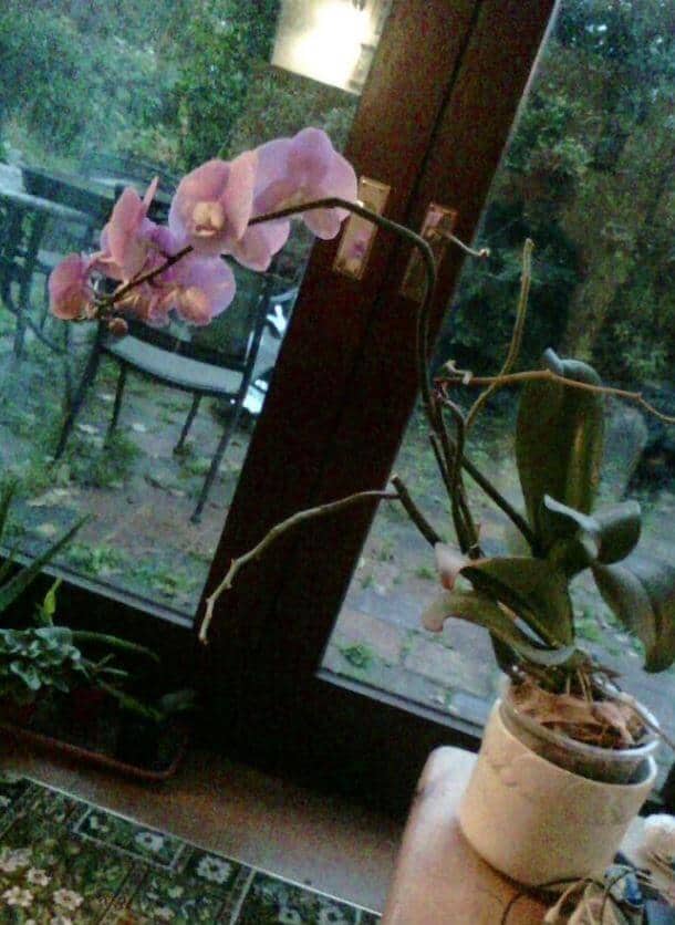 Orchid is leaning over in pot