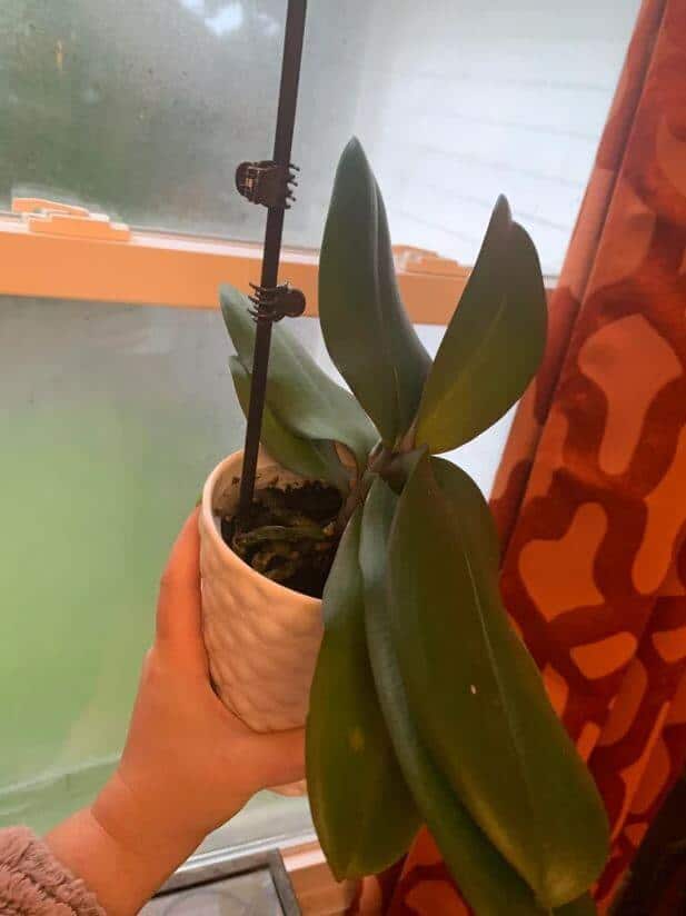 Orchid plant is leaning