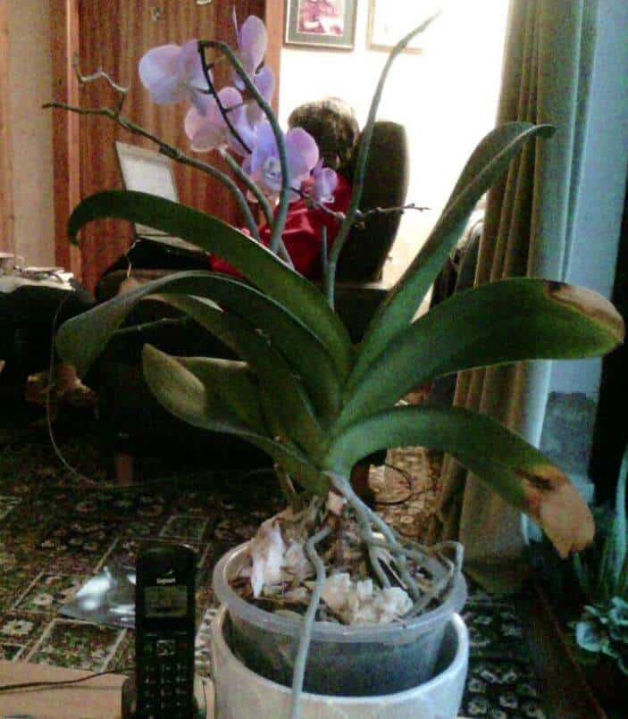 Orchid plant leaning over