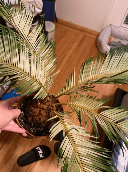 Palm tree leaves turning white