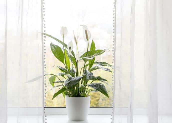 Peace lily plant in window