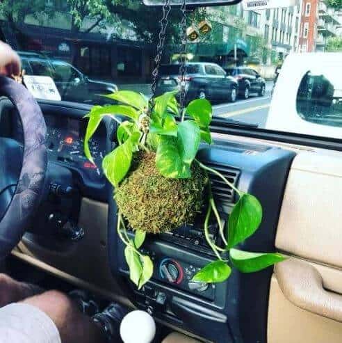 Plants to grow in car