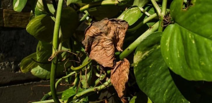 Pothos plant leaves problems