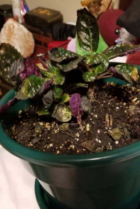 Purple waffle plant problems and solutions