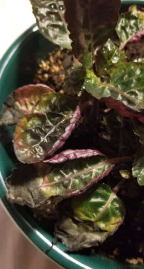 Purple waffle plant problems