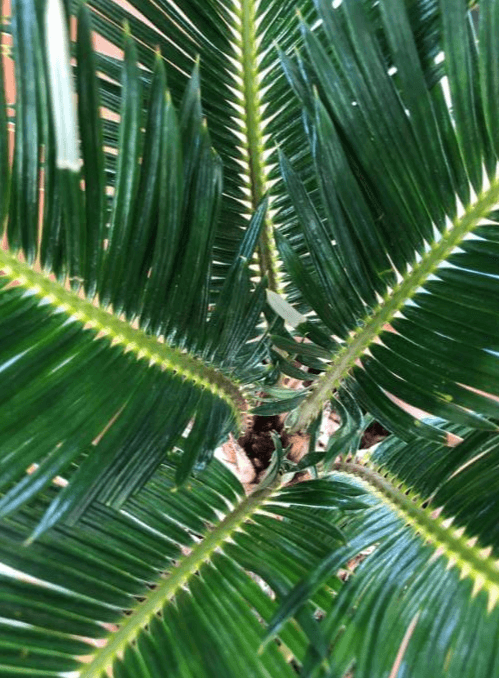 Sago palm leaves are turning white
