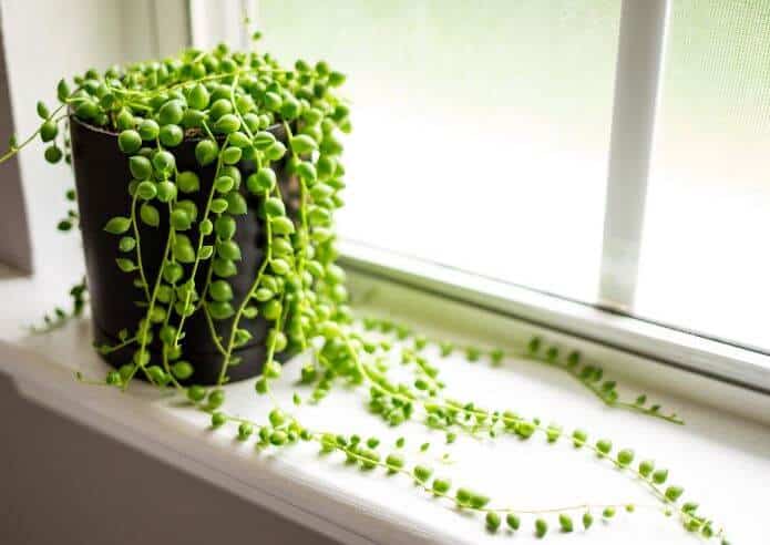String of pearls plant in window