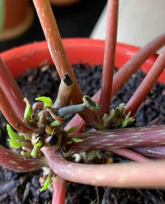 Watermelon peperomia plant dying