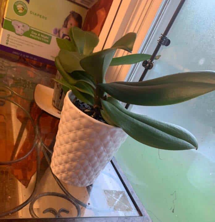 Why is my orchid leaning over