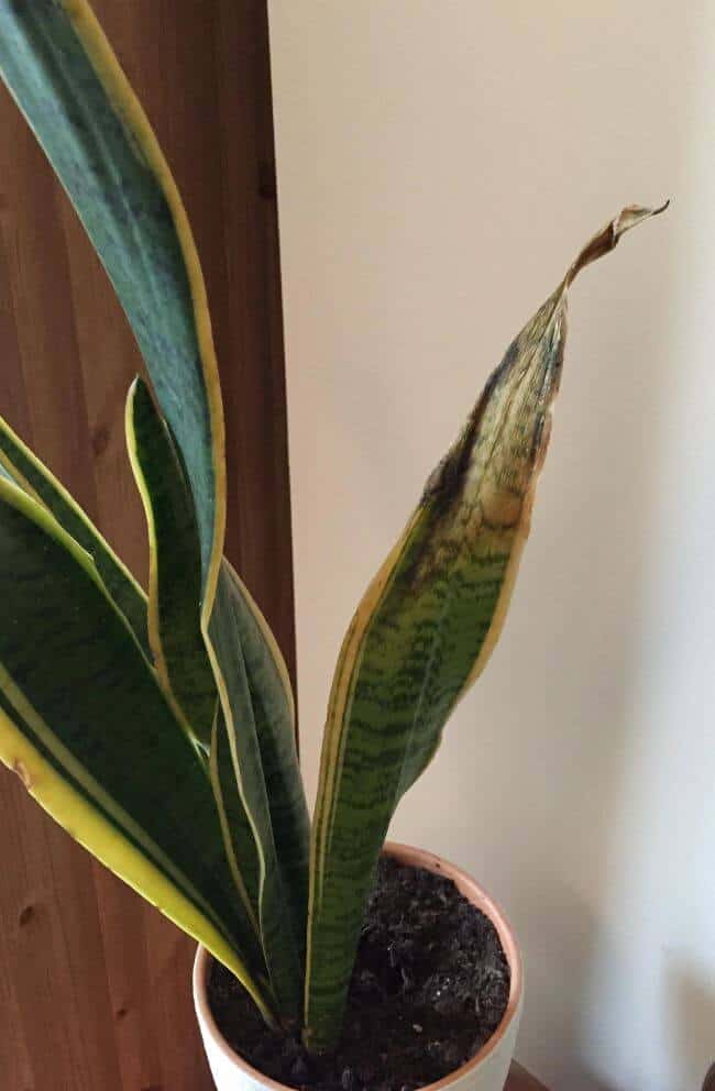 Why is my snake plant dying