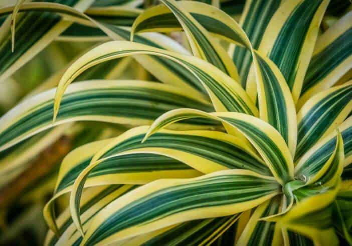 Yellowing leaves on dracaena plant