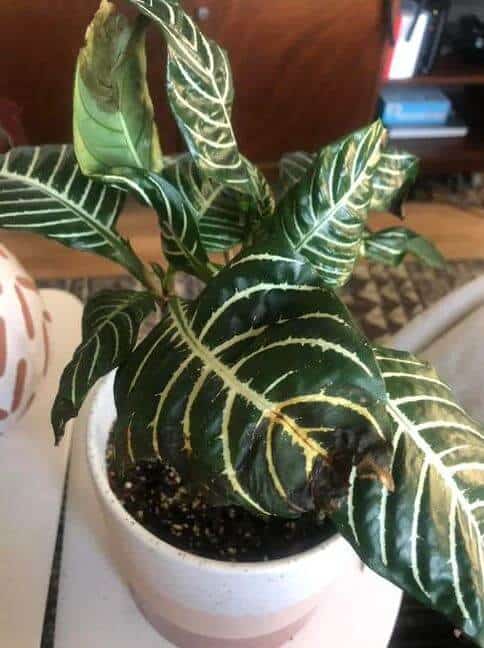 Zebra plant leaves tips turning brown