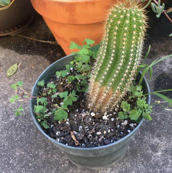 Cactus is turning brown at the bottom