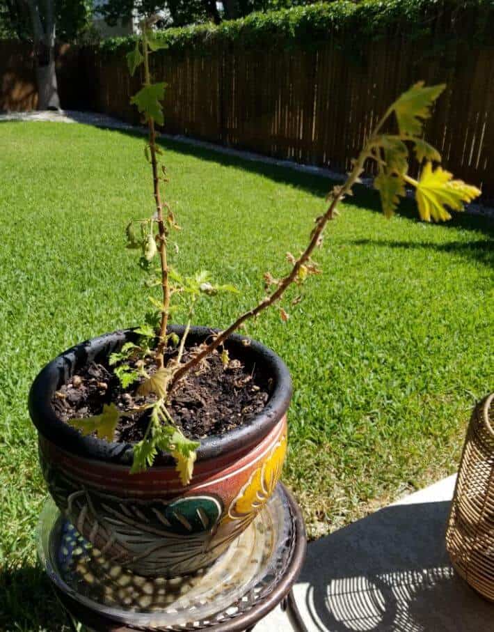Citronella plant turning brown and dying