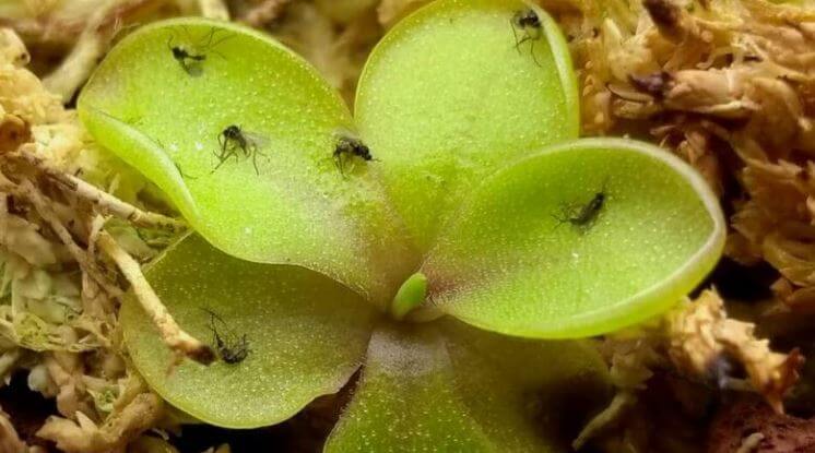 Get rid of gnats on houseplants