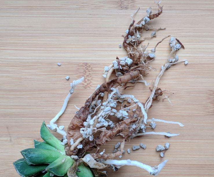 Haworthia root rot