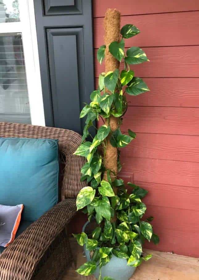 How to attach pothos to a moss pole