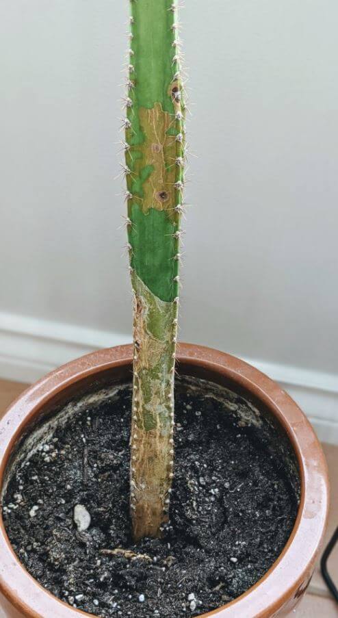 How to fix cactus turning brown