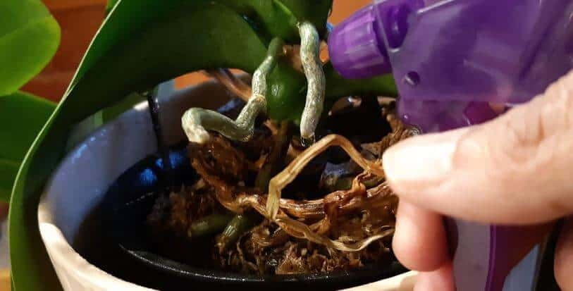 How to mist your orchids