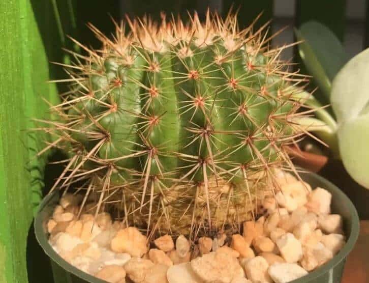 How to save a rotting cactus plant