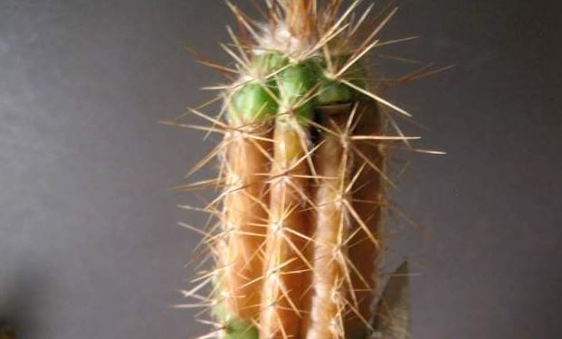 How to save a rotting cactus